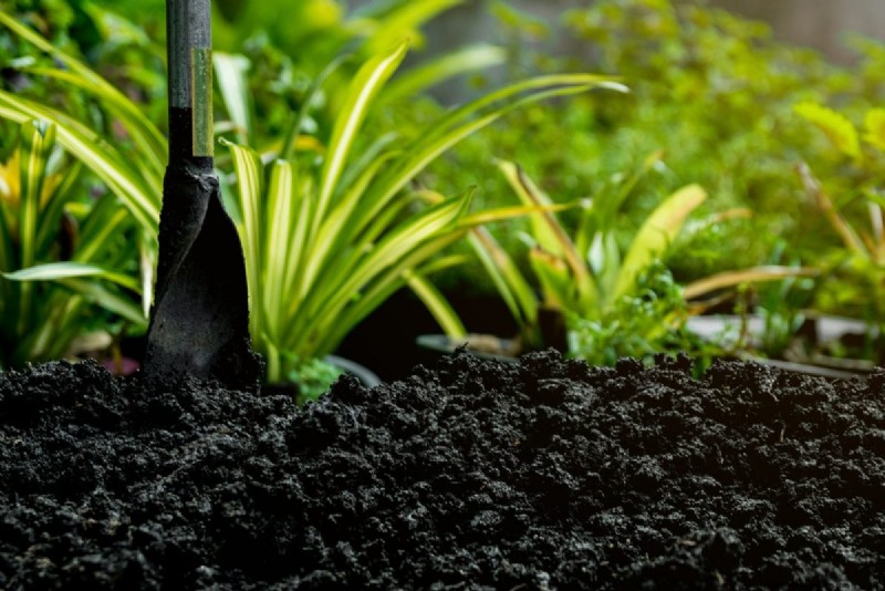 Perennial Planting Depth: Avoid Common Mistakes & Ensure Healthy Growth