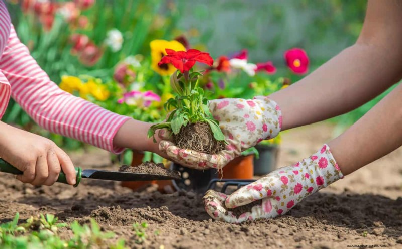 Perennial Planting Depth: Avoid Common Mistakes & Ensure Healthy Growth