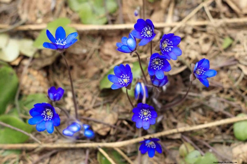 Perennial Planting Depth: Avoid Common Mistakes & Ensure Healthy Growth