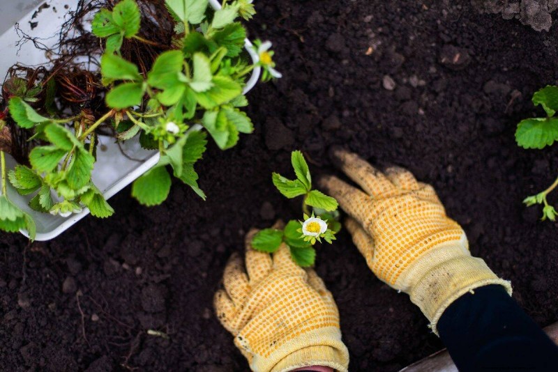 Perennial Planting Depth: Avoid Common Mistakes & Ensure Healthy Growth