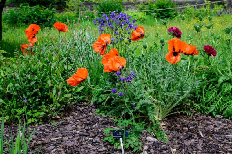 Perennial Planting Depth: Avoid Common Mistakes & Ensure Healthy Growth