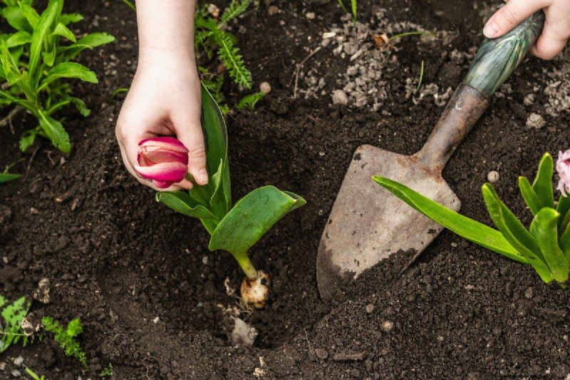 Perennial Planting Depth: Avoid Common Mistakes & Ensure Healthy Growth