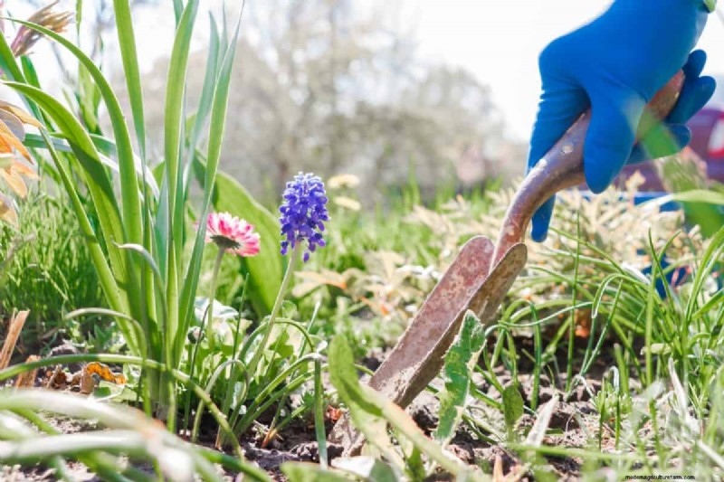 Perennial Planting Depth: Avoid Common Mistakes & Ensure Healthy Growth