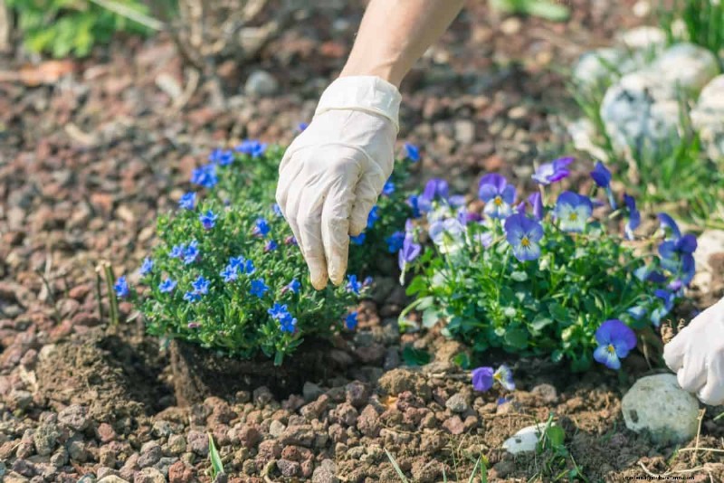 Perennial Planting Depth: Avoid Common Mistakes & Ensure Healthy Growth