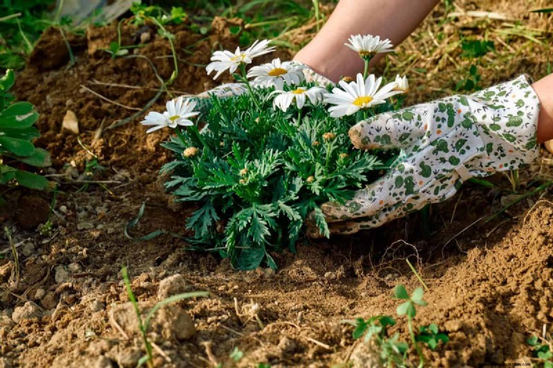 Perennial Planting Depth: Avoid Common Mistakes & Ensure Healthy Growth
