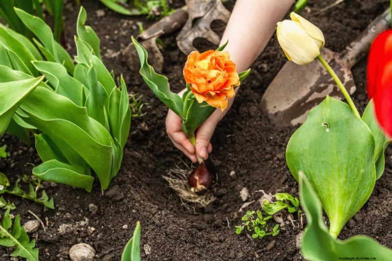 Perennial Planting Depth: Avoid Common Mistakes & Ensure Healthy Growth