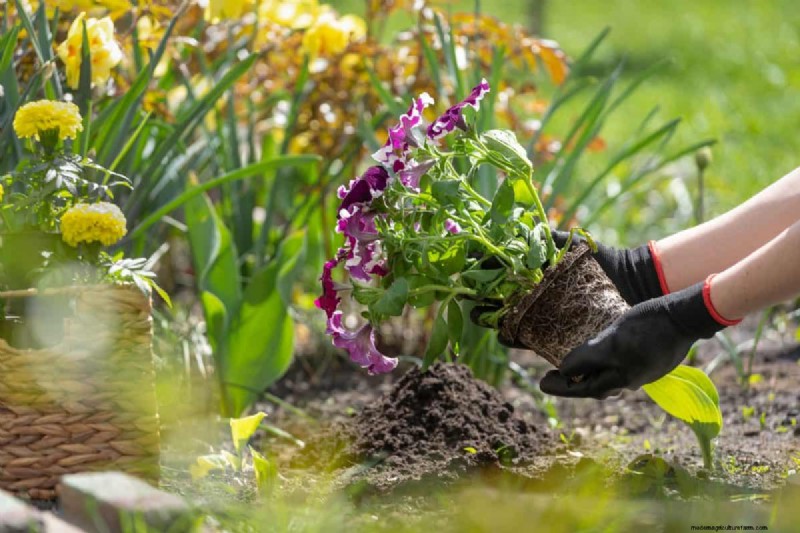 Perennial Planting Depth: Avoid Common Mistakes & Ensure Healthy Growth