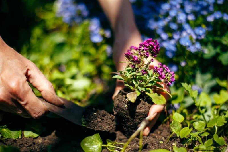 Perennial Planting Depth: Avoid Common Mistakes & Ensure Healthy Growth