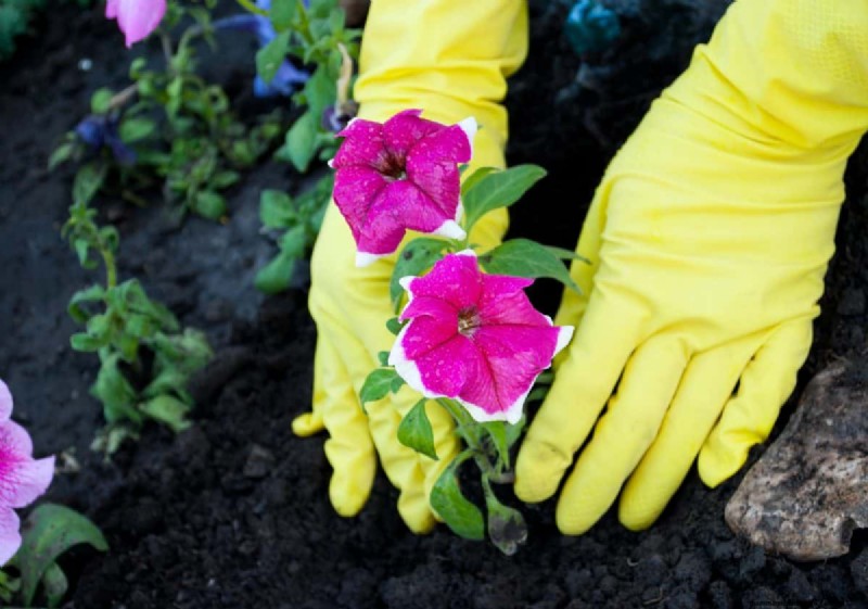 Perennial Planting Depth: Avoid Common Mistakes & Ensure Healthy Growth