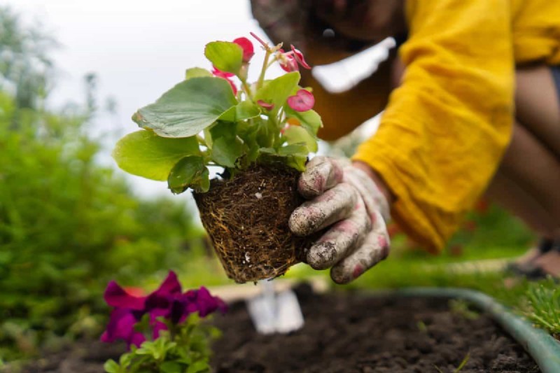 Perennial Planting Depth: Avoid Common Mistakes & Ensure Healthy Growth