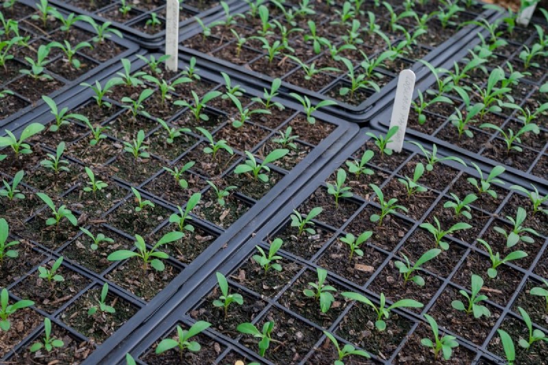 Early Seed Starting: A Guide to a Bountiful Garden