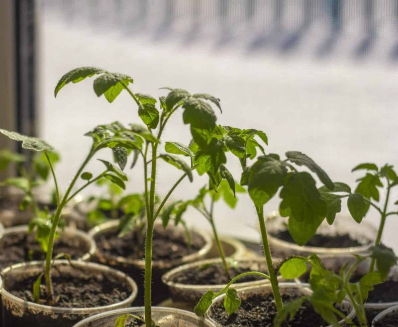 Early Seed Starting: A Guide to a Bountiful Garden