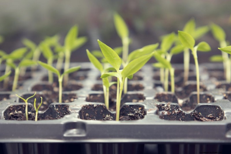 Early Seed Starting: A Guide to a Bountiful Garden