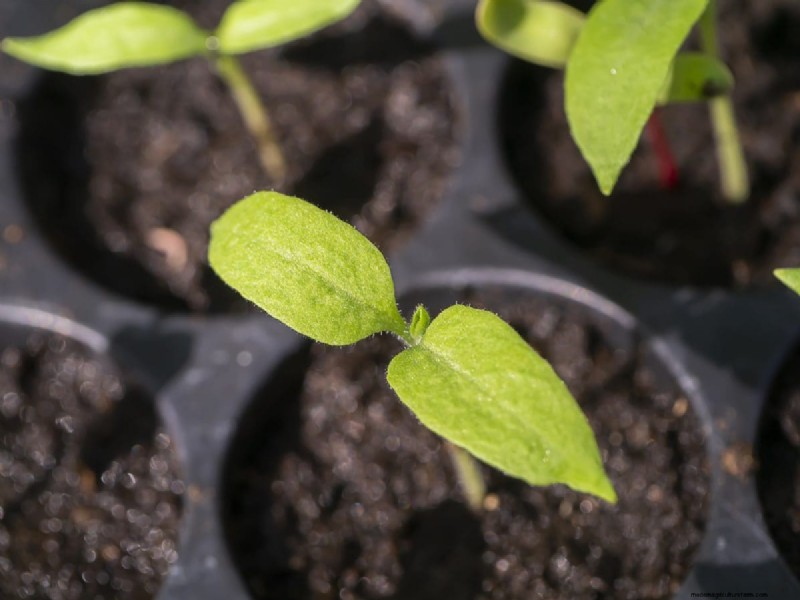Early Seed Starting: A Guide to a Bountiful Garden