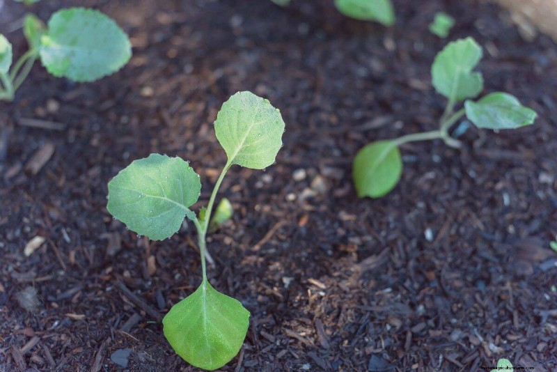 Early Seed Starting: A Guide to a Bountiful Garden