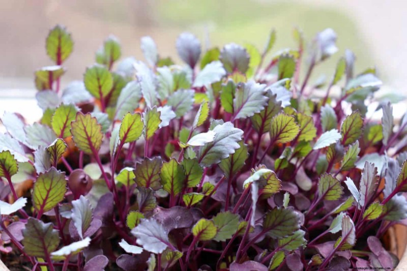 Early Seed Starting: A Guide to a Bountiful Garden