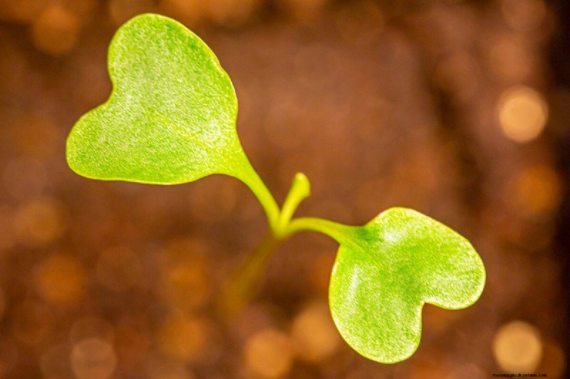 Early Seed Starting: A Guide to a Bountiful Garden