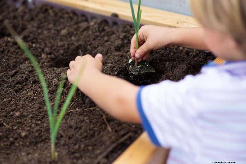 Early Seed Starting: A Guide to a Bountiful Garden