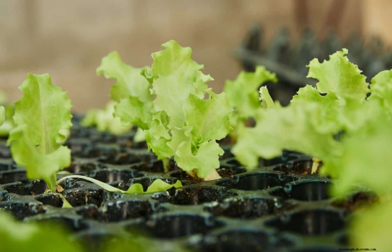 Early Seed Starting: A Guide to a Bountiful Garden