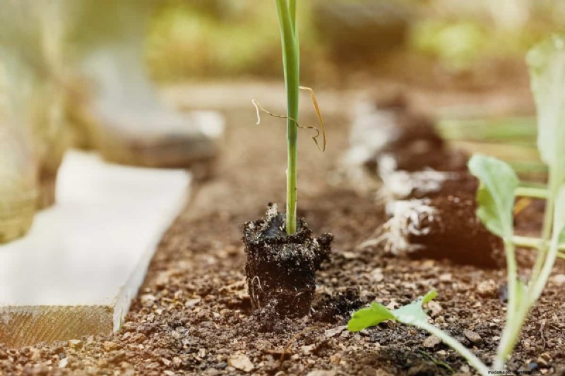 Early Seed Starting: A Guide to a Bountiful Garden