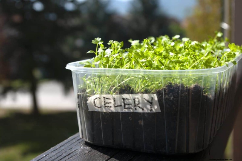 Early Seed Starting: A Guide to a Bountiful Garden