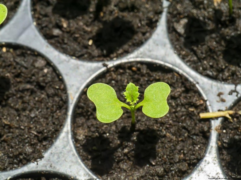 Early Seed Starting: A Guide to a Bountiful Garden