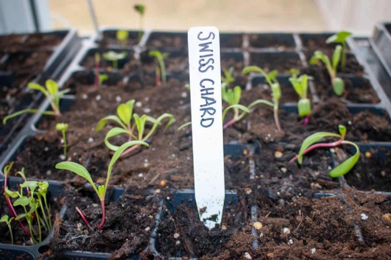 Early Seed Starting: A Guide to a Bountiful Garden