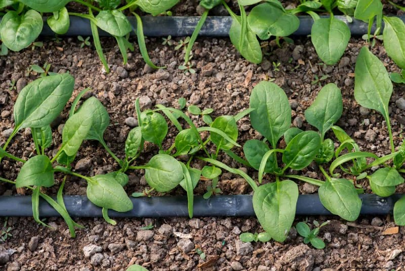 Early Seed Starting: A Guide to a Bountiful Garden