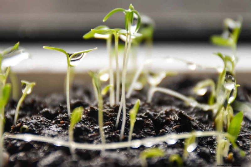 Early Seed Starting: A Guide to a Bountiful Garden