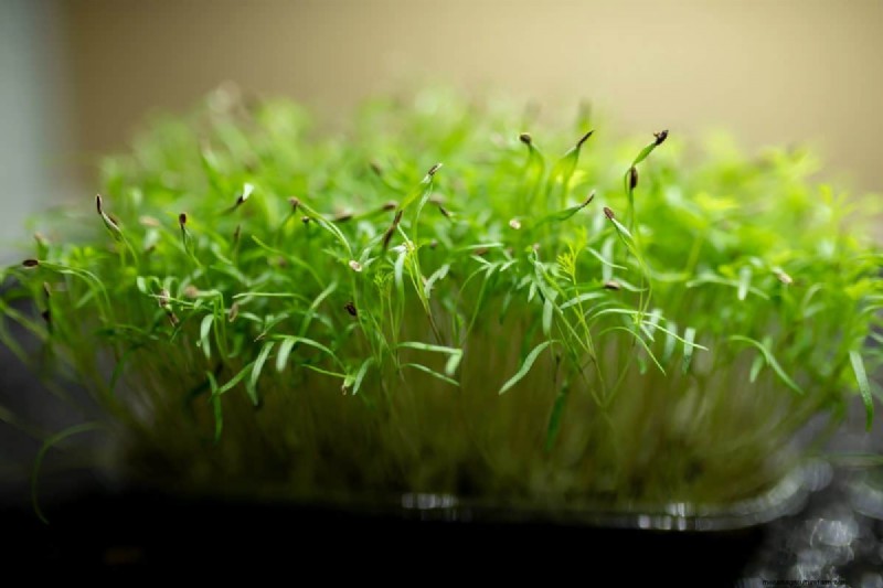 Early Seed Starting: A Guide to a Bountiful Garden