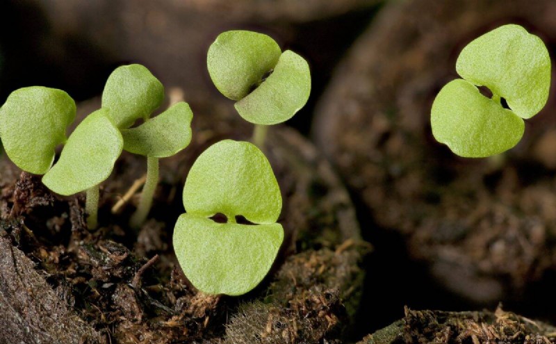 Early Seed Starting: A Guide to a Bountiful Garden