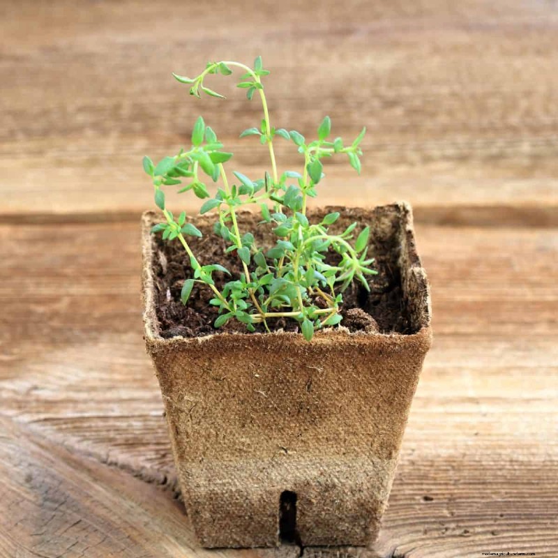 Early Seed Starting: A Guide to a Bountiful Garden