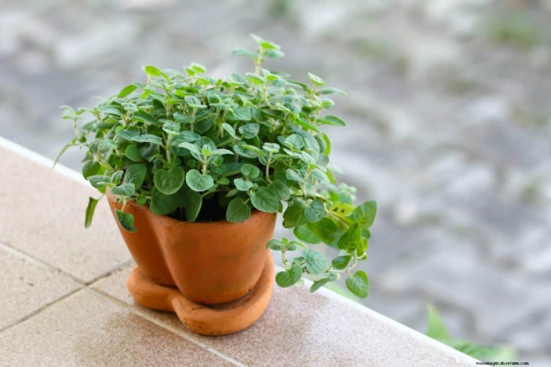 Early Seed Starting: A Guide to a Bountiful Garden