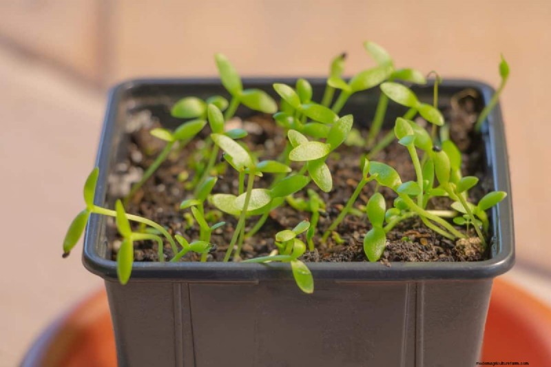 Early Seed Starting: A Guide to a Bountiful Garden