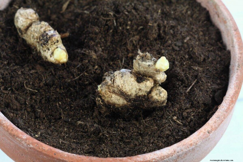 Early Seed Starting: A Guide to a Bountiful Garden