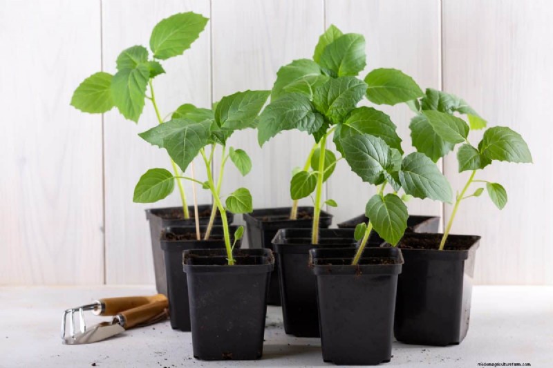 Early Seed Starting: A Guide to a Bountiful Garden