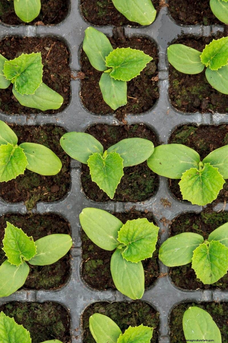 Early Seed Starting: A Guide to a Bountiful Garden