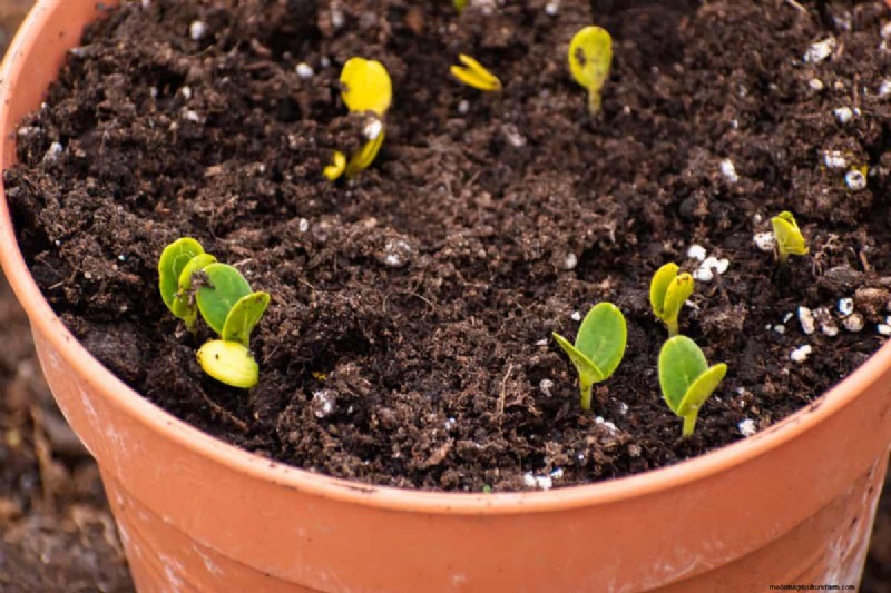 Early Seed Starting: A Guide to a Bountiful Garden