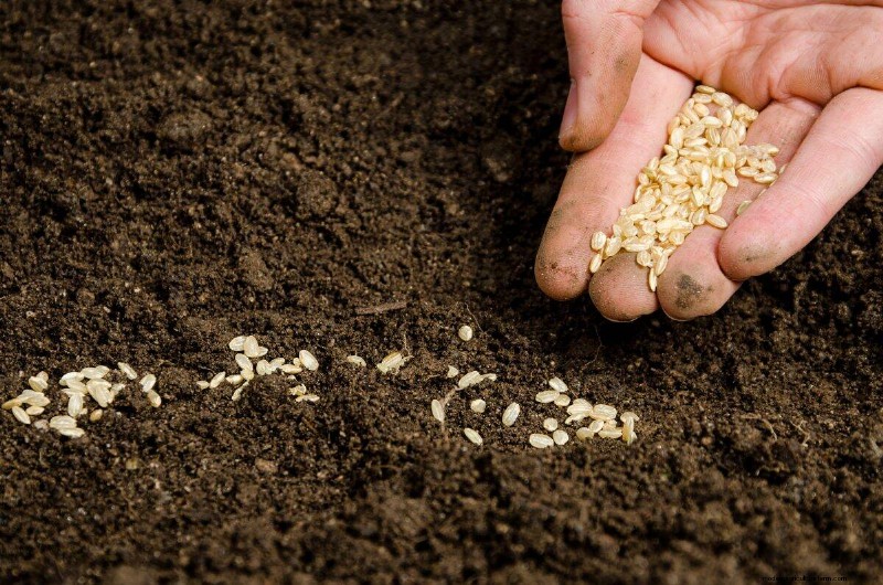 Early Seed Starting: A Guide to a Bountiful Garden