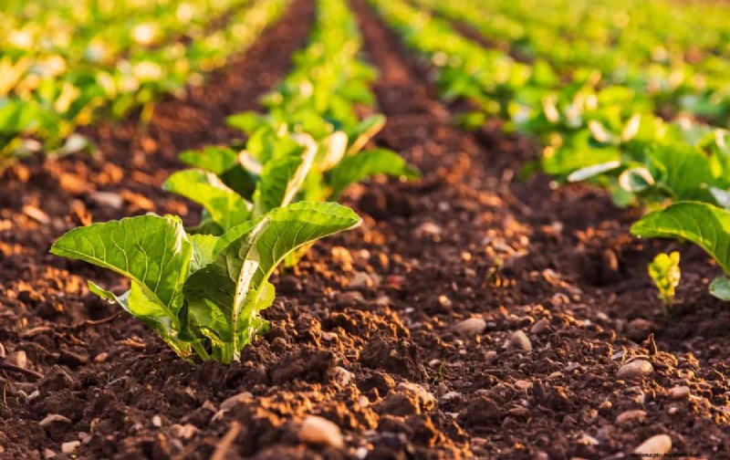 Diagnose Soil Problems: 25 Warning Signs & Eco-Friendly Fixes