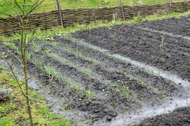Diagnose Soil Problems: 25 Warning Signs & Eco-Friendly Fixes