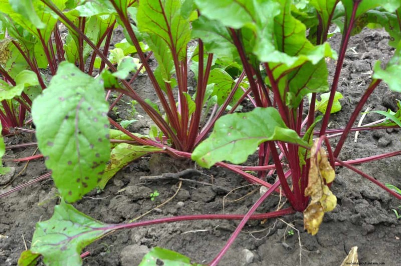 Diagnose Soil Problems: 25 Warning Signs & Eco-Friendly Fixes