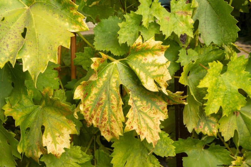 Diagnose Soil Problems: 25 Warning Signs & Eco-Friendly Fixes