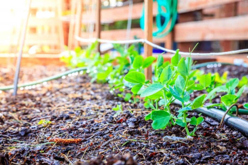Diagnose Soil Problems: 25 Warning Signs & Eco-Friendly Fixes