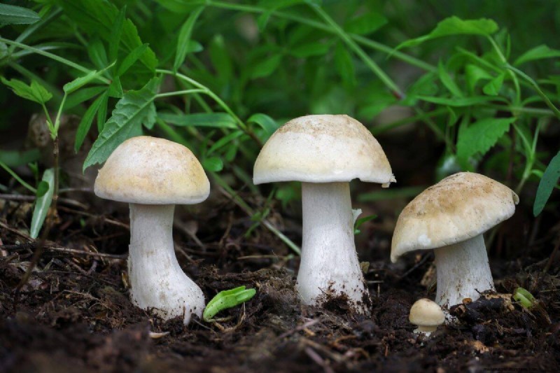 Diagnose Soil Problems: 25 Warning Signs & Eco-Friendly Fixes