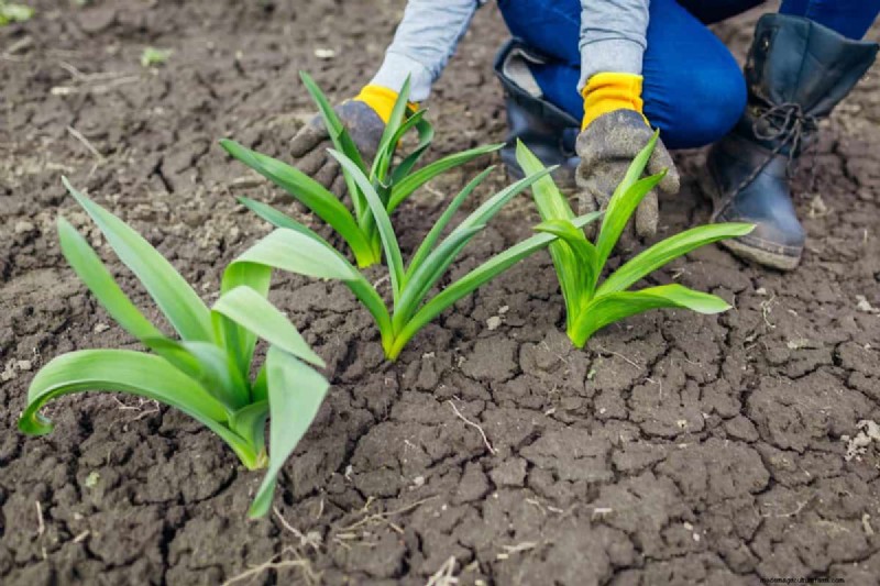 Diagnose Soil Problems: 25 Warning Signs & Eco-Friendly Fixes