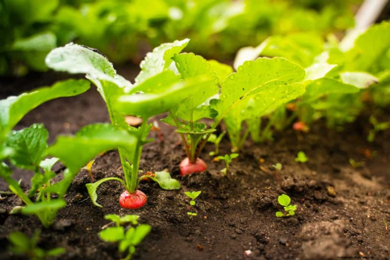 Diagnose Soil Problems: 25 Warning Signs & Eco-Friendly Fixes