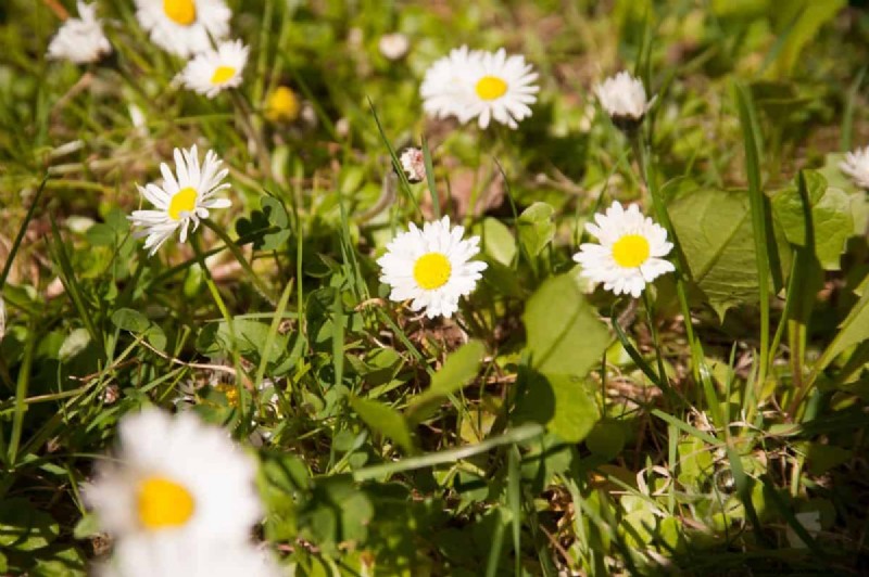 Diagnose Soil Problems: 25 Warning Signs & Eco-Friendly Fixes