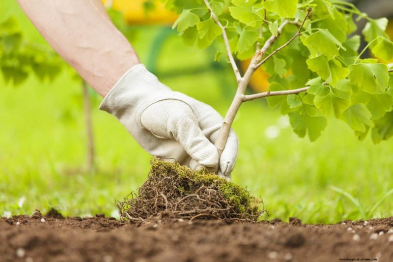 Diagnose Soil Problems: 25 Warning Signs & Eco-Friendly Fixes