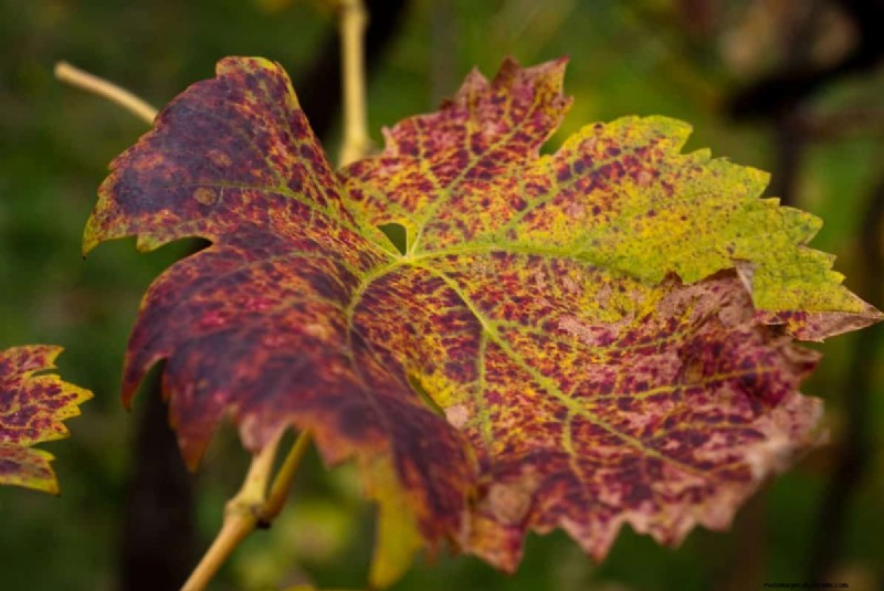 Diagnose Soil Problems: 25 Warning Signs & Eco-Friendly Fixes